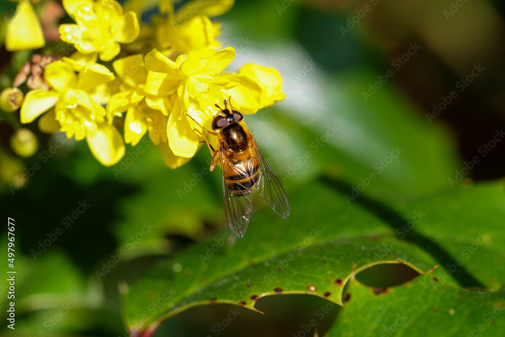 Hoverfly or hover fly taking pollen or nectar from yellow flowers of Mahonia shrub. Insect wings over green leaf. Spring in Dublin, Ireland Hoverfly or hover fly taking pollen or nectar from yellow flowers of Mahonia shrub. Insect wings over green leaf. Spring in Dublin, Ireland
