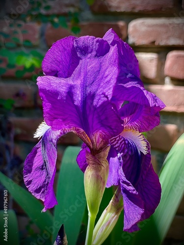 Vivid purple bearded iris in bloom