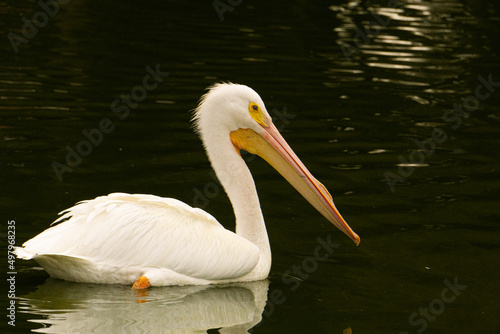 Pelicano nadando en el lago de Bosque Aragón 