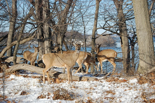 Whitetail deer living in the woodland forest of Harford County, Maryland.  photo
