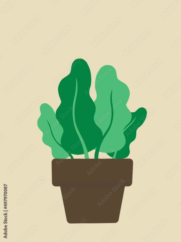 Green plant in a pot Green plant in a pot