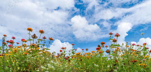 Billede på lærred Beautiful summer flowery meadow of red or pink and orange blooms under white clouds on blue sky