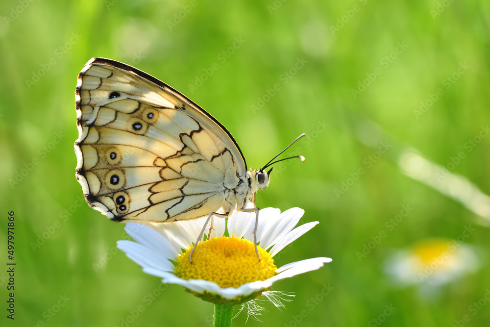 Macro shots, Beautiful nature scene. Closeup beautiful butterfly sitting on the flower in a summer garden. Macro shots, Beautiful nature scene. Closeup beautiful butterfly sitting on the flower in a summer garden.
