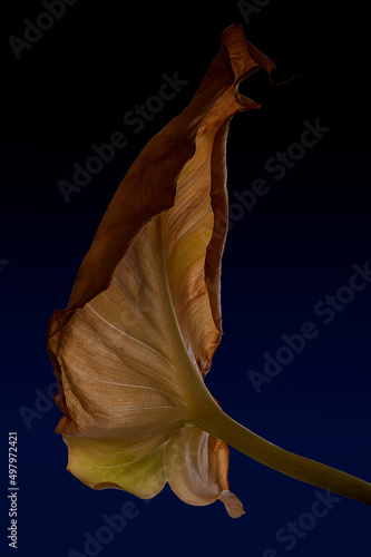 Fototapeta Naklejka Na Ścianę i Meble -  fine detail of a fallen magnolia leaf