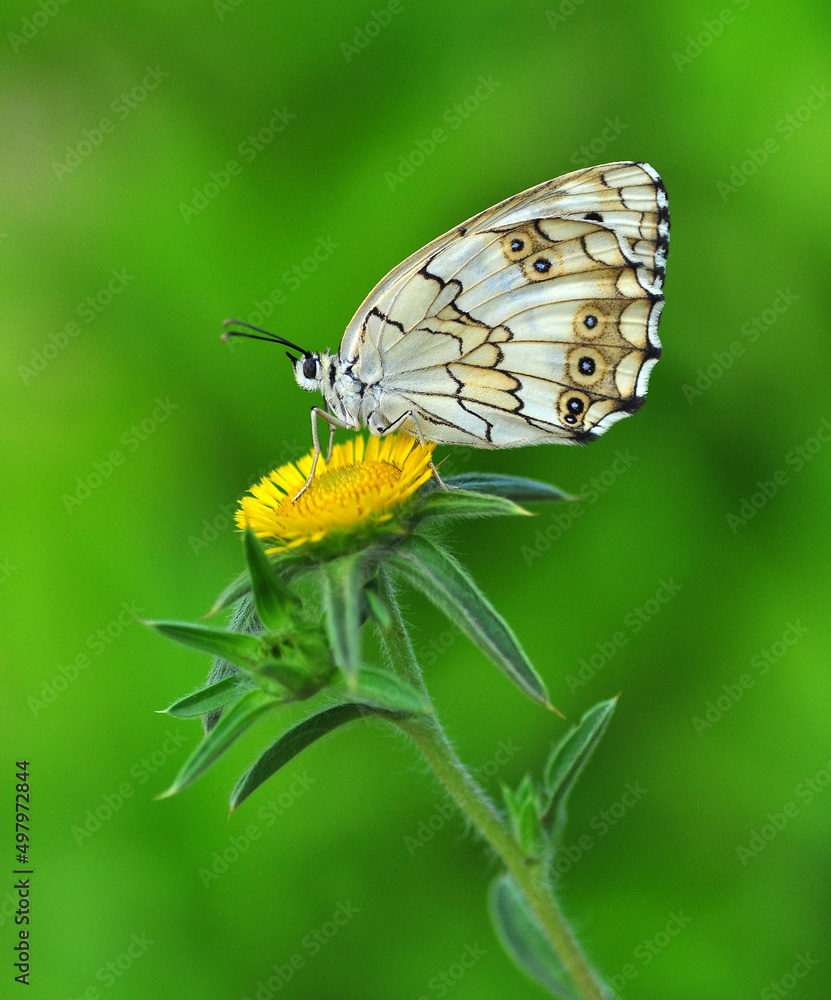 Macro shots, Beautiful nature scene. Closeup beautiful butterfly sitting on the flower in a summer garden.