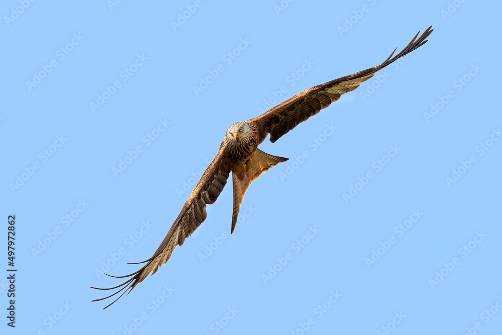 Red kite flying, close up, in spring time in Scotland Red kite flying, close up, in spring time in Scotland
