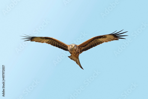 Red kite flying  close up  in spring time in Scotland