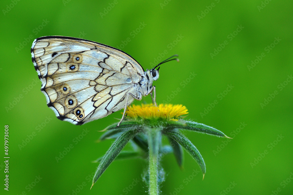 Obraz premium Macro shots, Beautiful nature scene. Closeup beautiful butterfly sitting on the flower in a summer garden.