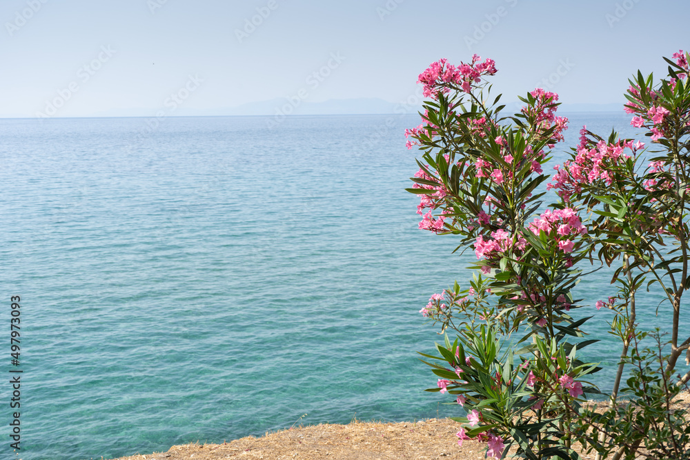Pink flowers of oleander near the Mediterranean sea. Natural landscape summer background. Soft focus, copy paste for text