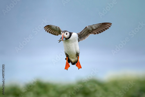 Fotografia Puffin landing with a with a beak full of Sand eels, close up in the summer
