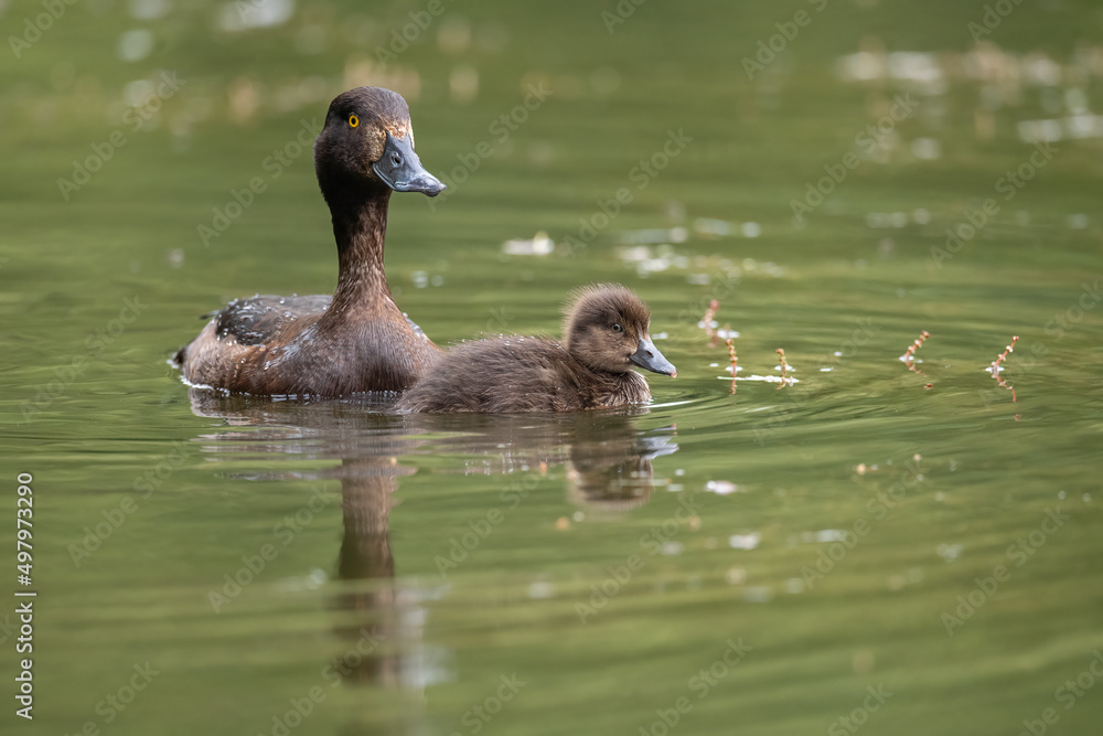 Tufted duck and a duckling, close up, on a pond in the summer time Tufted duck and a duckling, close up, on a pond in the summer time