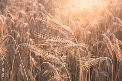 Wheat field. Ears of golden wheat close up. Beautiful Nature Sunset Landscape. Rural Scenery under Shining Sunlight. Background of ripening ears of wheat field. Rich harvest Concept. Label art design