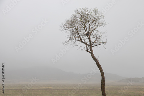 Foto lone tree in a stark and barren landscape with fog and mountains