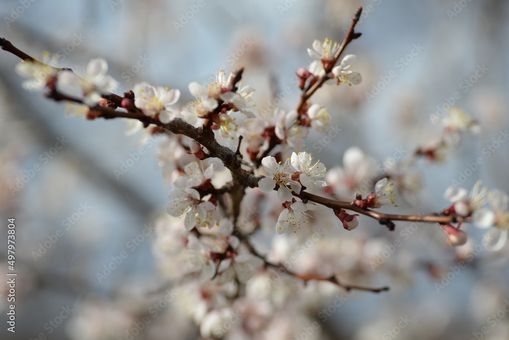 
apricot blossom branch