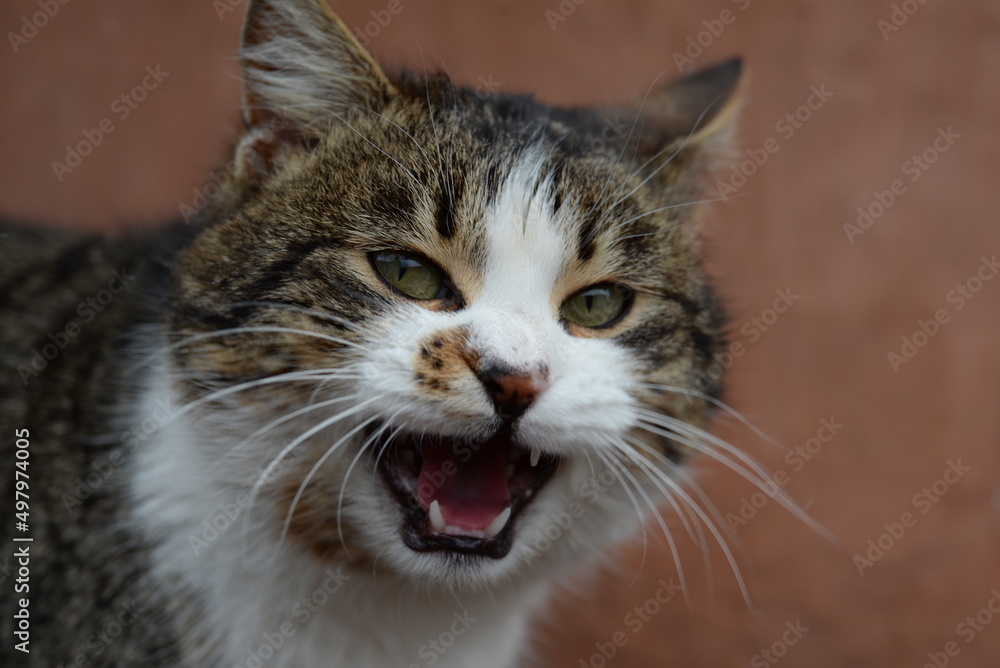 ukraisnkiy kotik
Ukrainian cat
ukraisnkiy kotik
Ukrainian cat