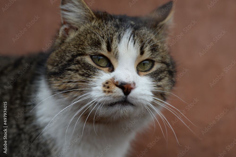 ukraisnkiy kotik
Ukrainian cat ukraisnkiy kotik
Ukrainian cat