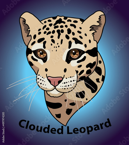 Clouded leopard head of wild animal with a print texture of the skin