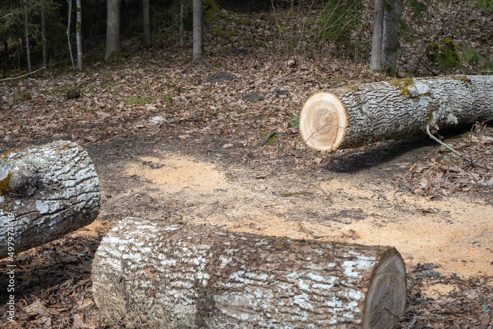 felled trees in a stack, logs from felled tree trunks felled trees in a stack, logs from felled tree trunks