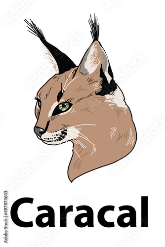 Caracal head of wild animal living in nature with a print texture of the skin