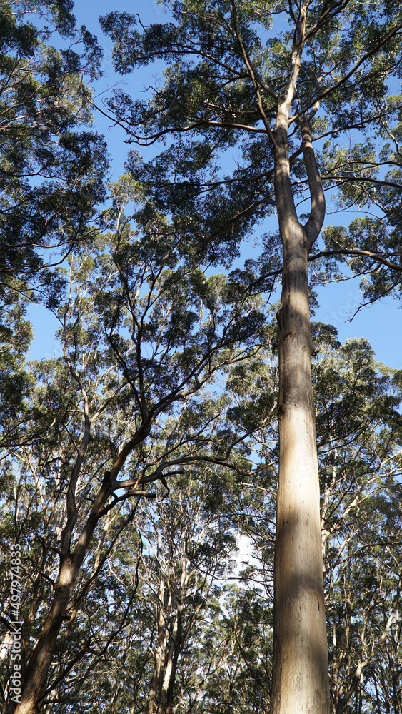 Fototapeta premium Karri Tree Forest near Pemberton, Western Australia.