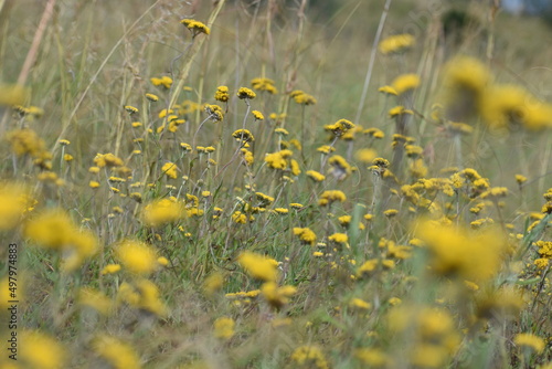 Yellow flowers in the fields