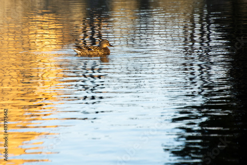 wild duck swimming on the lake