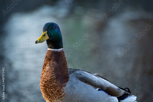 colorful wild duck