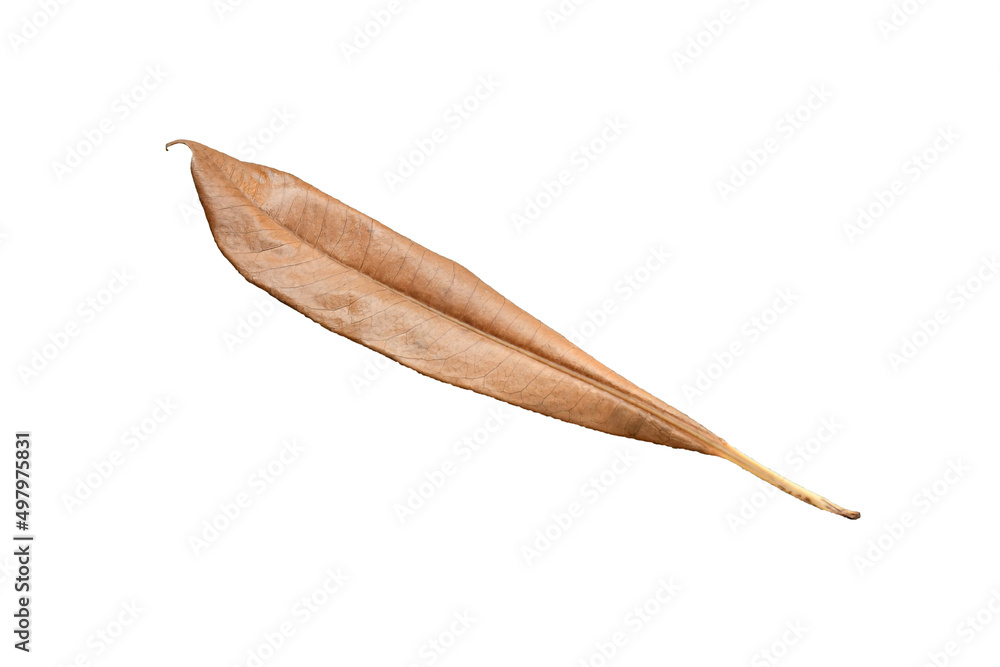 Obraz premium leaf isolated on white