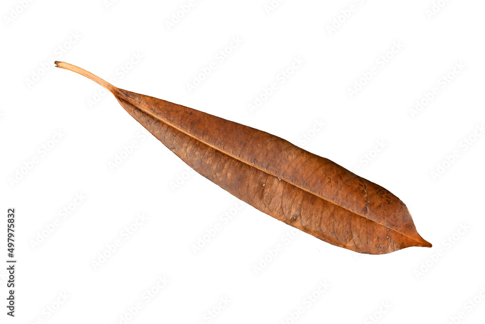 leaf isolated on white leaf isolated on white