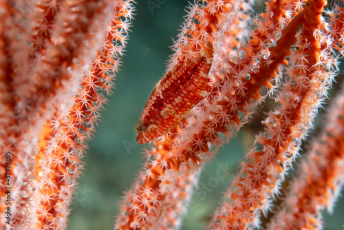 Piccolo pesce falco mimetizzato tra i rami di un corallo rosso photo