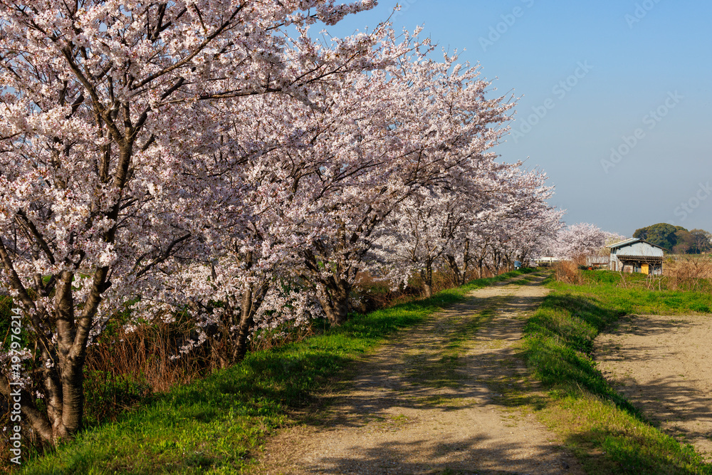 Cherry blossoms in full bloom line dirt road in countryside Cherry blossoms in full bloom line dirt road in countryside
