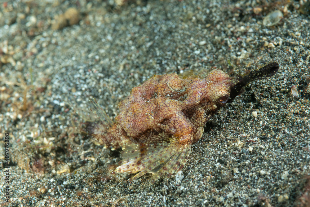 piccolo pesce drago, Eurypegasus draconis, su sabbia nera piccolo pesce drago, Eurypegasus draconis, su sabbia nera