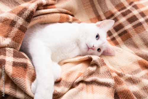 White cat on checkered light brown blanket