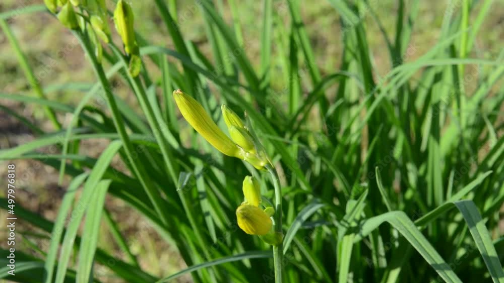 Yellow iris flower in the garden. High quality FullHD footage Yellow iris flower in the garden. High quality FullHD footage