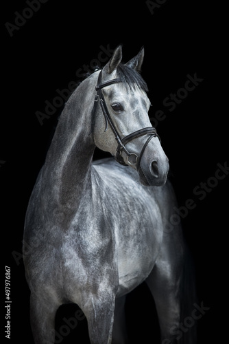 Horse portrait in bridle © callipso88