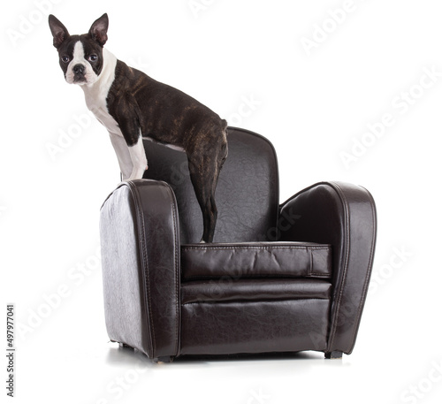 Young Boston terrier bi color in an armchair © emmapeel34