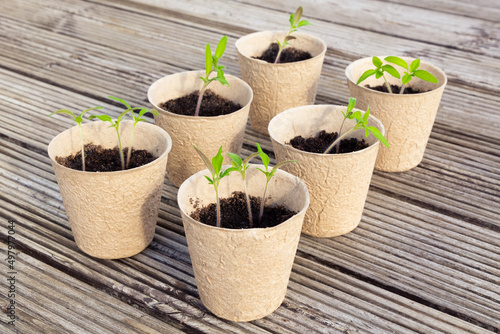 Small tomato seedlings in biodegradable peat pots on a wooden surface.