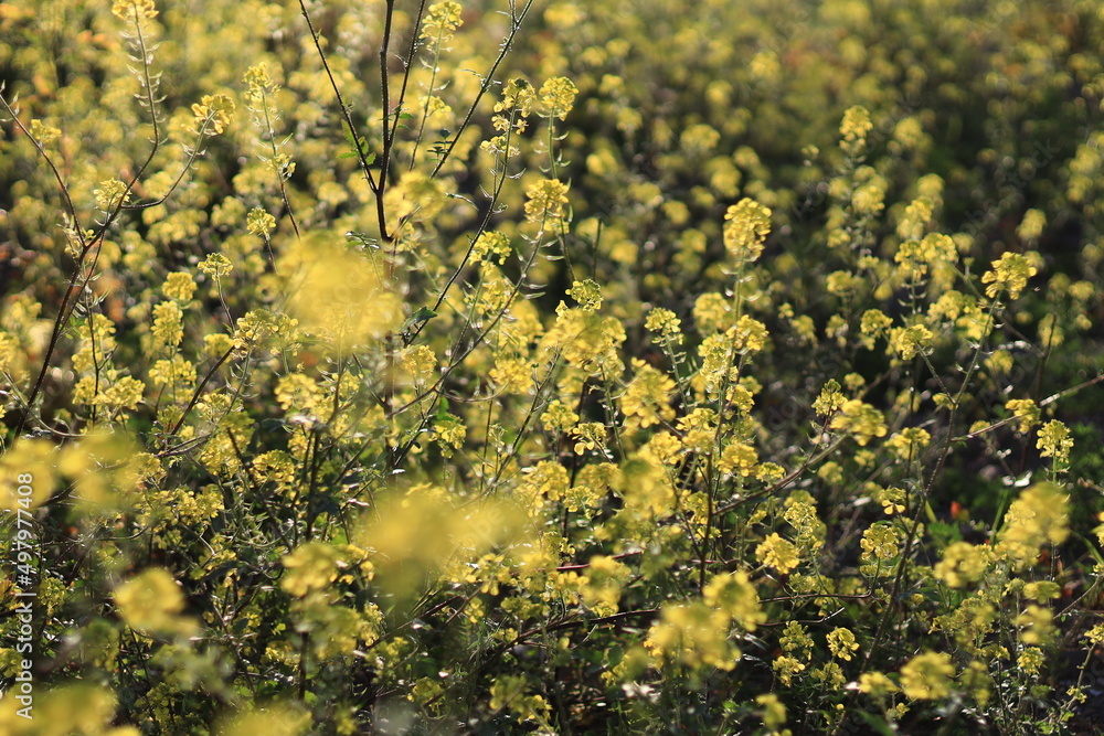 Canola; There are both edible and industrial forms produced from the seed of any of several cultivars of the plant family Brassicaceae. Canola; There are both edible and industrial forms produced from the seed of any of several cultivars of the plant family Brassicaceae.
