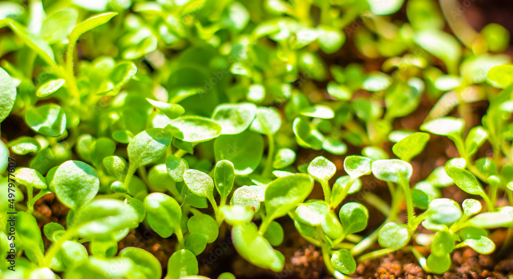 Εκτύπωση καμβά tender petunia sprouts before planting in pots, gardening at home, soft blur