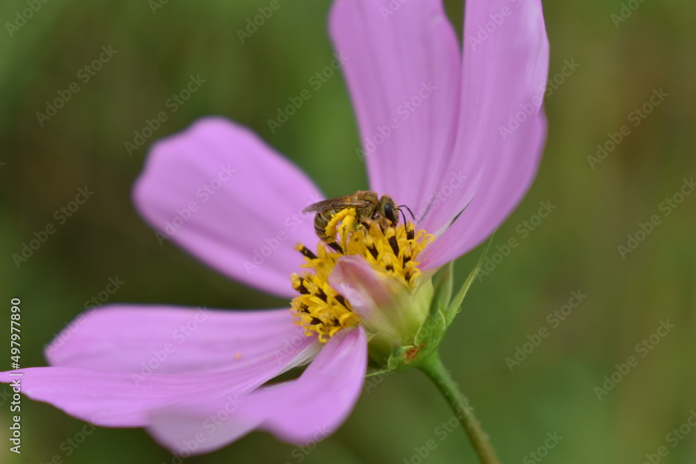 Cosmos flowers and the bee Cosmos flowers and the bee