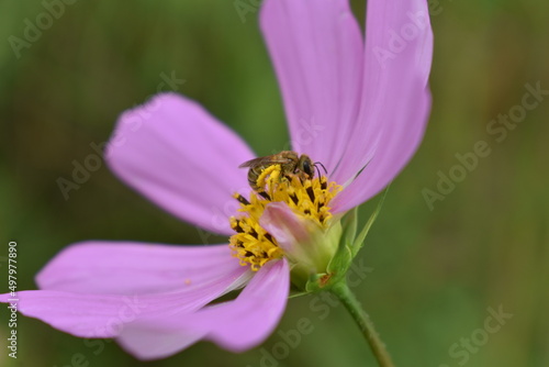 Cosmos flowers and the bee