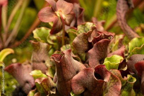 Insectivorous plant Sarracenia. natural living conditions. Close-up