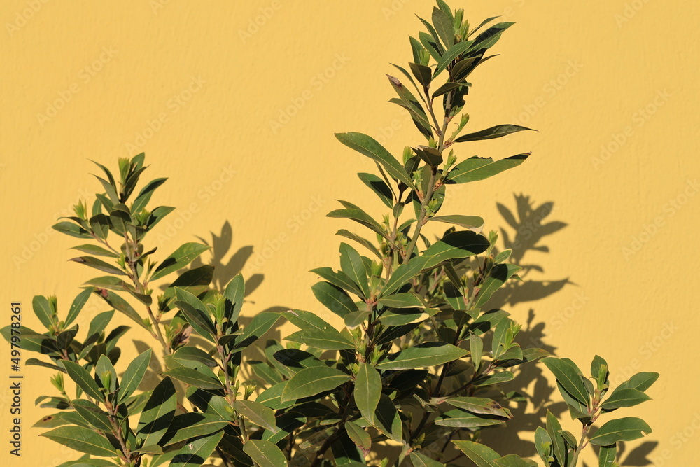 Bay Leaf, Laurus nobilis is an aromatic evergreen tree or large shrub with green, glabrous smooth leaves. It is native to the Mediterranean region and is used like a bay leaf for seasoning in cooking.