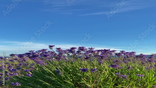 lavender field in region (ID: 497978427)