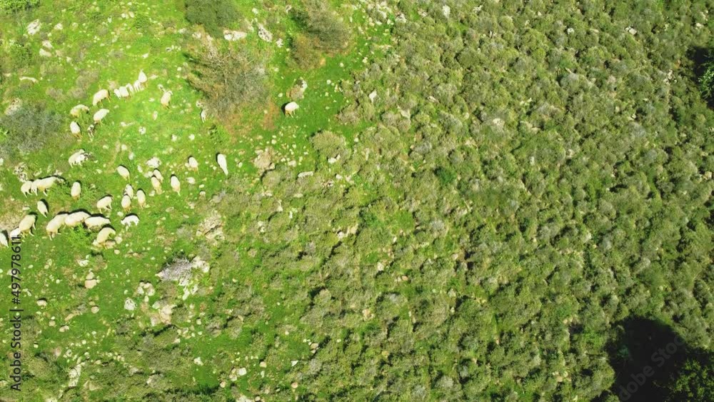 Flock of sheep grazing in the green meadow. Aerial Shot with drone. Flock of sheep grazing in the green meadow. Aerial Shot with drone.