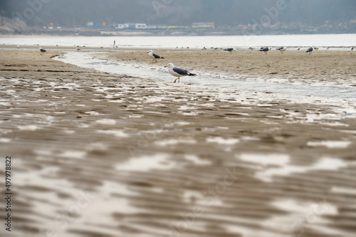 Eurwangni Beach. South Korea sea landscape. 