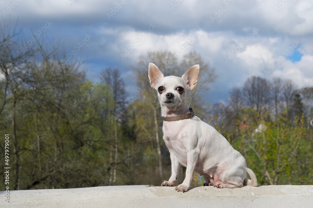 A small chihuahua dog sits with a proud look against the backdrop of a forest and a river in sunny summer weather. Photoshoot of a dog on the street in sunny weather. A small chihuahua dog sits with a proud look against the backdrop of a forest and a river in sunny summer weather. Photoshoot of a dog on the street in sunny weather.