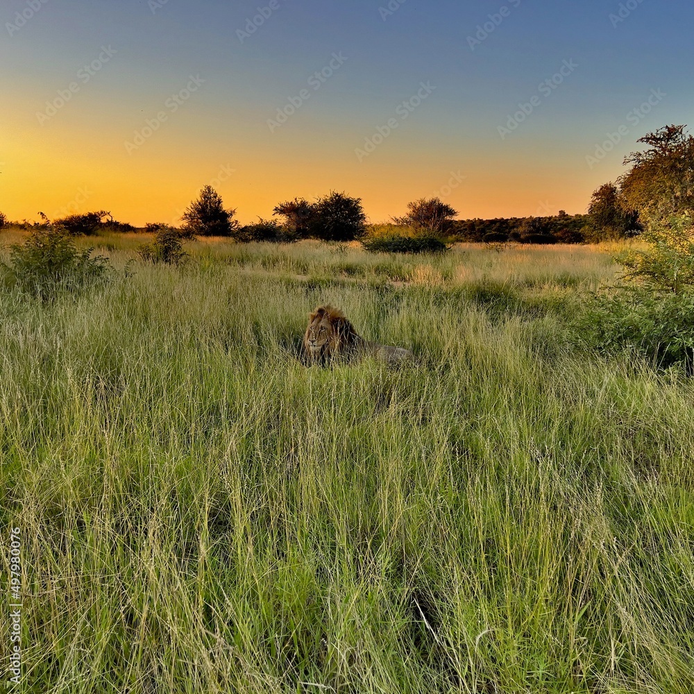 Stunning Pictures from different Safaris in Africa. Stunning Pictures from different Safaris in Africa.