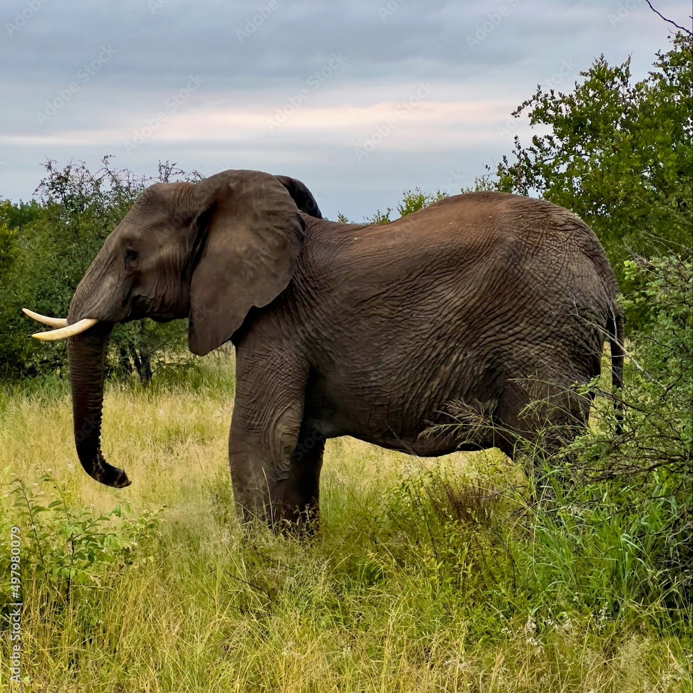 Fototapeta premium sideview of wildlife elephant