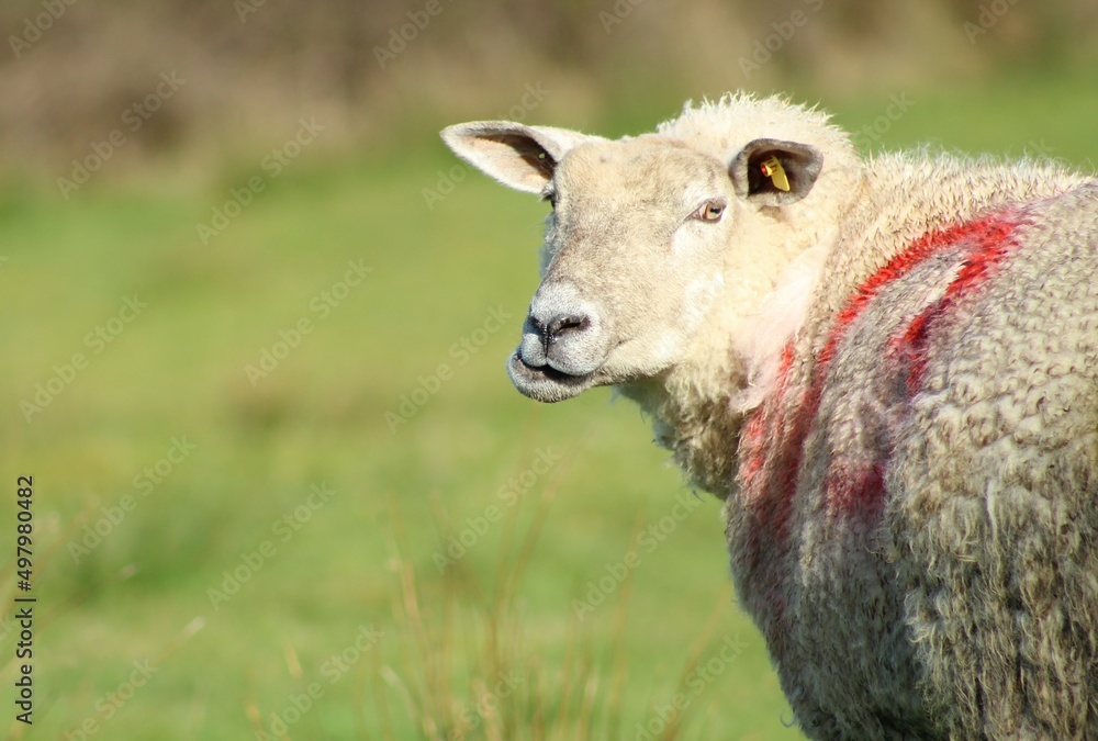 Ewe sheep looking on farmland in rural Ireland 